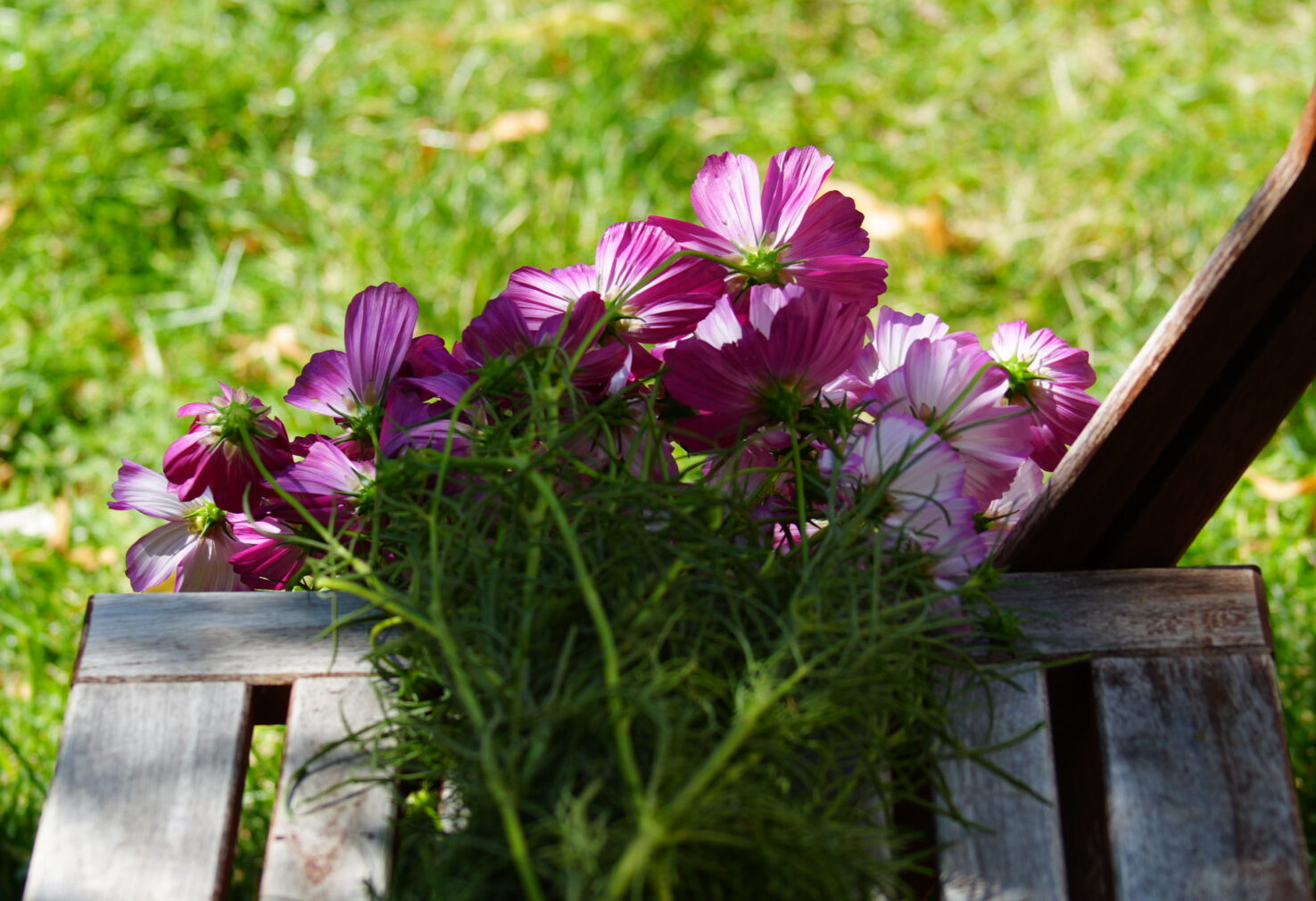 Purple petalled flowers gathered together on a wooden chair on a grassy background.